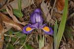 Dwarfe iris